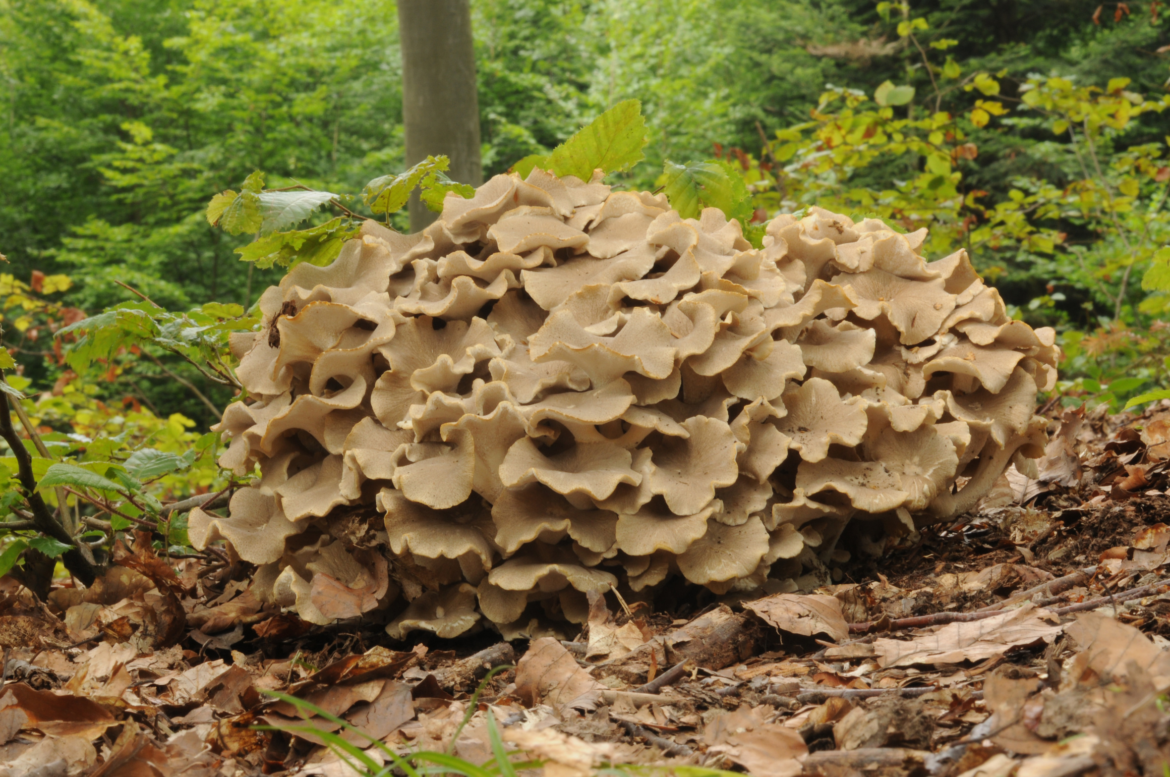 Polyporus umbellatus, also called Lumpy Bracket and Umbrella Polypore Blutegel