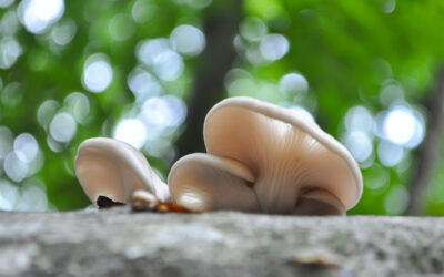Mykoplan Vitalpilze